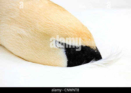 Höckerschwan (Cygnus Olor), schlafen mit dem Schnabel im Gefieder, Schweiz Stockfoto