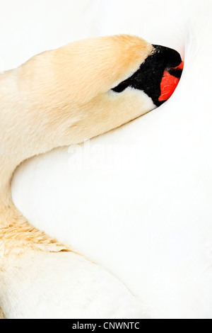 Höckerschwan (Cygnus Olor), schlafen mit dem Schnabel im Gefieder, Schweiz Stockfoto