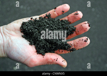 Hand, die schwarzen Vulkanerde Stockfoto