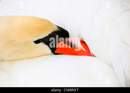 Höckerschwan (Cygnus Olor), ruht mit dem Schnabel im Gefieder, Schweiz Stockfoto