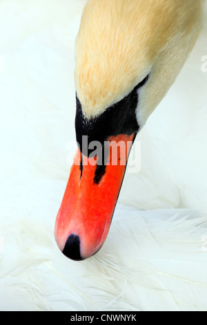 Höckerschwan (Cygnus Olor), ruht mit dem Kopf sinken auf den Rücken, Schweiz Stockfoto