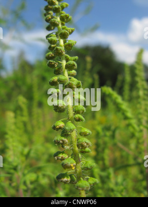 Jährliche Traubenkraut, Ambrosia, Bitter-Weed, Hog-Weed, römischer Wermut (Ambrosia Artemisiifolia), Blütenstand, Deutschland Stockfoto