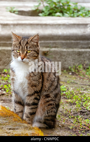 Eine streunende Katze sitzt in einer Moschee-Friedhof in der türkischen Stadt Istanbul. Stockfoto