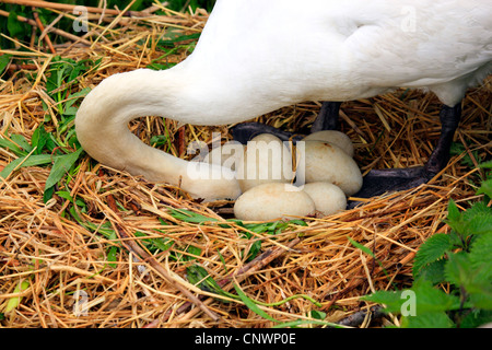 Höckerschwan (Cygnus Olor), machte Eiern im Nest aus Stroh während der Zucht, Schweiz Stockfoto