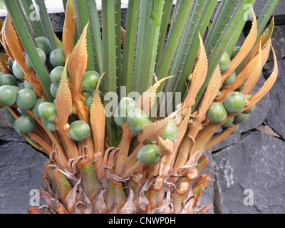 Farn Palm (Cycas Circinalis), junge Samen Stockfoto