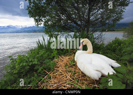 Höckerschwan (Cygnus Olor), Zucht am See, Schweiz Stockfoto