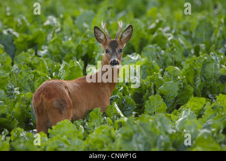 Reh (Capreolus Capreolus), buck junges Reh in einem Feld von Zuckerrüben, Deutschland Stockfoto