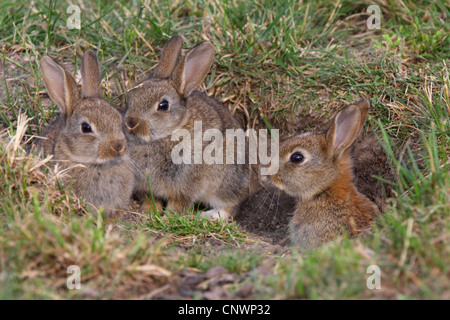 Europäischen Kaninchen (Oryctolagus Cuniculus), junge Kaninchen an Den, Österreich, Burgenland Stockfoto