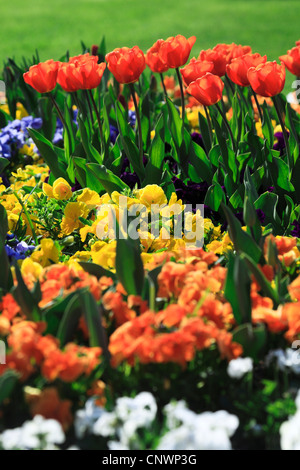 Blumenbeet mit Tulpen und Stiefmütterchen Veilchen, Stiefmütterchen, Stiefmütterchen-Veilchen (Viola X wittrockiana, Viola Wittrockiana, Viola Hybrida) Stockfoto