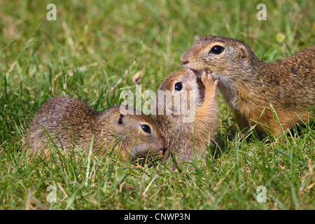 Europäische Ziesel, Europäische Ziesel, Europäische Zieselmaus (Citellus Citellus, Spermophilus Citellus), Erwachsene, zwei Jugendliche in einer Wiese, Österreich, Burgenland Stockfoto