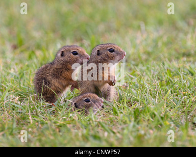 Europäische Ziesel, Europäische Ziesel, Europäische Zieselmaus (Citellus Citellus, Spermophilus Citellus), drei Jugendliche sitzen auf einer Wiese, Österreich, Burgenland Stockfoto