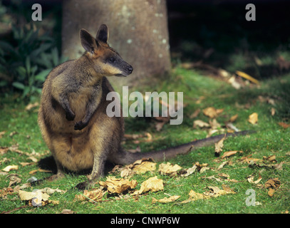 Swamp Wallaby, schwarz-Tail Wallaby (Wallabia bicolor), sitzen, Australien Stockfoto