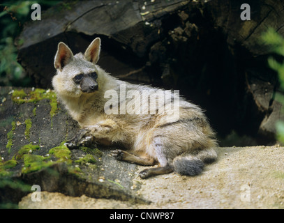 Erdwolf (Proteles Cristatus), liegend auf dem Boden schauen, Kenia Stockfoto