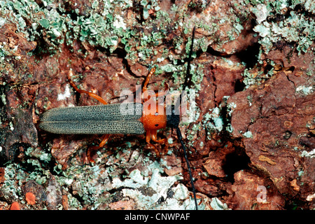 Twin spot Longhorn Beetle (Oberea Oculata), auf Rinde mit Flechten bewachsen Stockfoto