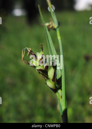 Nelke-Segge (Carex Panicea), weiblicher Blütenstand, Deutschland, Baden-Württemberg Stockfoto