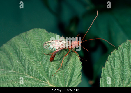 Ophion Luteus (Ophion Luteus), sitzt auf einem Blatt Stockfoto