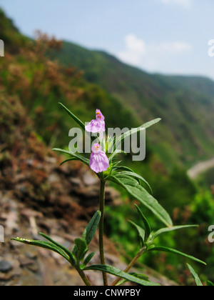 Narrow-leaved Hanf-Brennnessel, rote Hanf-Brennessel (Galeopsis Angustifolia), blühen, Deutschland, Baden-Württemberg, Calmont Stockfoto