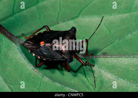 Wald-Fehler (Pentatoma Art), sitzt auf einem Blatt, Deutschland Stockfoto