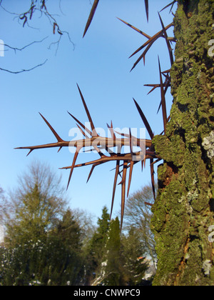 Honeylocust, Honigheuschrecke (Gleditsia Triacanthos), Stacheln am Baumstamm Stockfoto