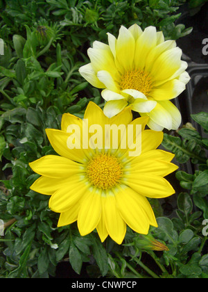 Schatz-Blume (Gazanien Rigens, Gazanien Splendens), Blütenstand Stockfoto