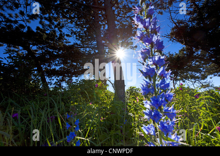 Blueweed, blauer Teufel, viper's Bugloss, gemeinsame Viper-Bugloss (Echium Vulgare), bei Gegenlicht, Deutschland, Mecklenburg-Vorpommern, Hiddensee Stockfoto