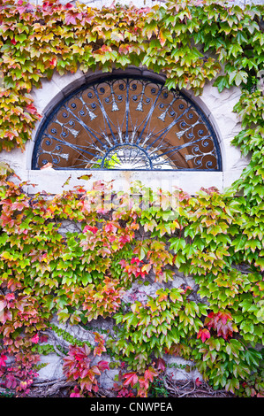 Farbige Efeu für eine Wand mit geschlossenen Fenster ändern Stockfoto