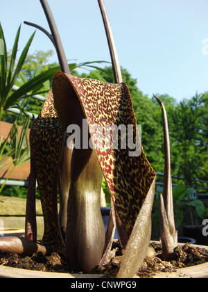 Voodoo Lilie (Sauromatum Venosum, Sauromatum Guttatum, Typhonium Venosum), blühen in einem Topf Stockfoto