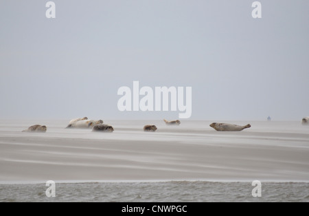 Harbor Seal, Seehunde (Phoca Vitulina), dichtet auf einer Sandbank im Sturm, Deutschland, Schleswig-Holstein, Pellworm Stockfoto