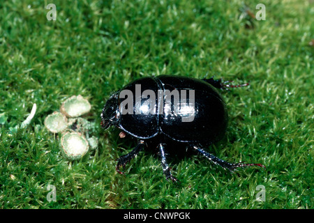 gemeinsamen Dor Käfer (Geotrupes Stercorarius), sitzen auf Moos Stockfoto