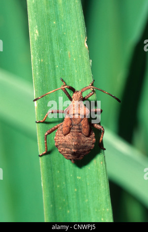 Squash-Bug (Coreus Marginatus, Mesocerus Marginatus), sitzt auf einem Grashalm, Deutschland Stockfoto