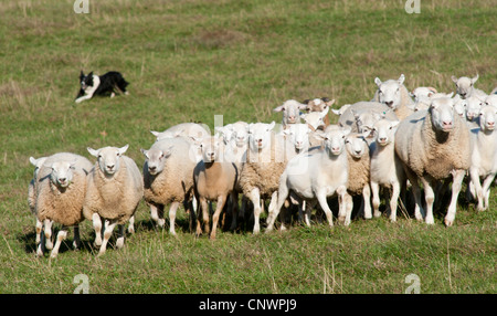 Grenze Kuli herding Schafherde klettern den Hang von einer Weide im Südwesten VA Stockfoto