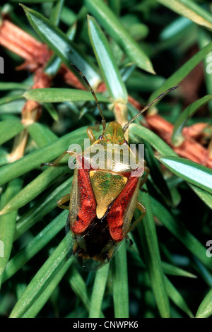 Wacholder-Schild-Fehler (Cyphostethus Tristriatus), auf einem Ast, Deutschland Stockfoto