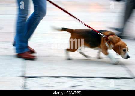 Hund an der Leine auf ein Quadrat, Italien, Veneto, Verona reißen Stockfoto