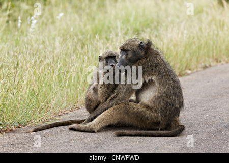 Paviane (Papio Ursinus) am Straßenrand, Krüger Nationalpark, Südafrika Stockfoto