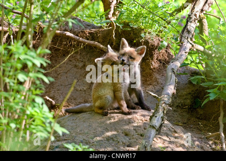 Rotfuchs (Vulpes Vulpes), zwei Cubsplaying in der Nähe ihrer Höhle, Deutschland Stockfoto