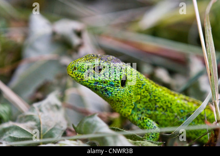 Zauneidechse (Lacerta Agilis), sitzen zwischen trockenen Blätter und grass, Deutschland Stockfoto