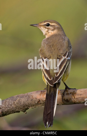 Schafstelze (Motacilla Flava), sitzt auf einem Ast, Deutschland Stockfoto