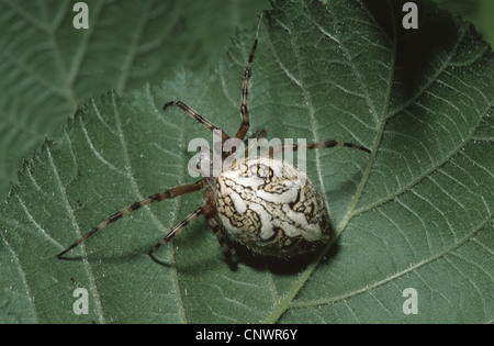Oakleaf Orbweaver (Araneus Ceropegius, Aculepeira Ceropegia), sitzt auf einem Blatt, Deutschland Stockfoto