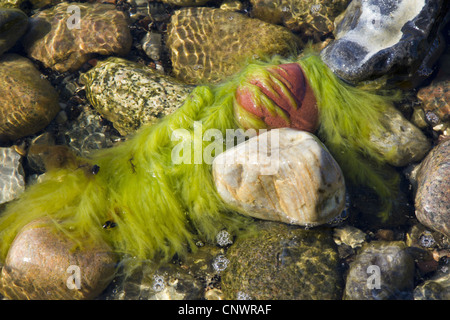 leichten grünen Alge im Meer, Deutschland, Mecklenburg-Vorpommern, Hiddensee Stockfoto