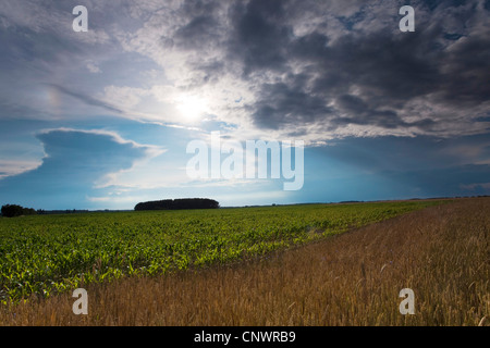 Getreidefeld unter Gewitterwolke, Deutschland, Brandenburg, Vogtlaendische Schweiz Stockfoto