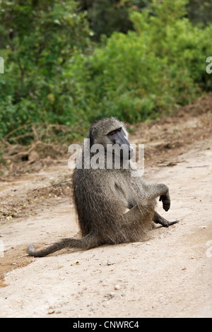 Pavian (Papio Ursinus) am Straßenrand, Krüger Nationalpark, Südafrika Stockfoto