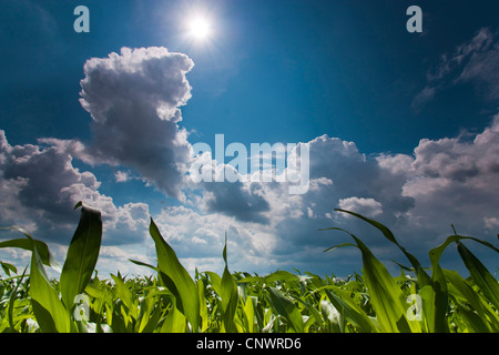 Mais, Mais (Zea Mays), Mais-Feld unter steigenden Wolken, Deutschland, Brandenburg, Vogtlaendische Schweiz Stockfoto