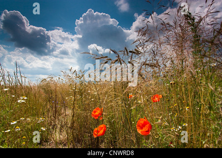 Feldgrenze mit Unkraut unter steigenden Gewitterwolken, Deutschland, Brandenburg, Vogtlaendische Schweiz Stockfoto