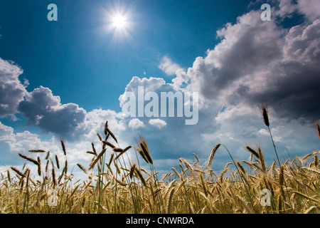 Gerste (Hordeum Vulgare), Mais-Feld unter steigenden Gewitterwolken, Deutschland, Brandenburg, Vogtlaendische Schweiz Stockfoto