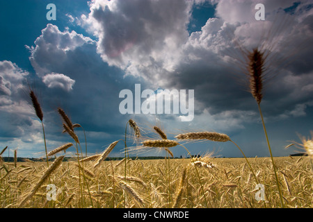 Gerste (Hordeum Vulgare), Mais-Feld unter steigenden Gewitterwolken, Deutschland, Brandenburg, Vogtlaendische Schweiz Stockfoto