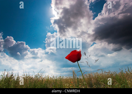 gemeinsamen Mohn, Klatschmohn, roter Mohn (Papaver Rhoeas), Feldgrenze mit Unkraut unter steigenden Gewitterwolken, Deutschland, Brandenburg, Vogtlaendische Schweiz Stockfoto