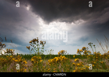 gemeinsamen St-Johanniskraut, Perforieren St-Johanniskraut, Klamath Weed, St.-Johanniskraut (Hypericum Perforatum), blühen am Wegesrand mit steigenden Thounderclouds unter steigenden Thounderclouds, Deutschland, Brandenburg, Vogtlaendische Schweiz Stockfoto