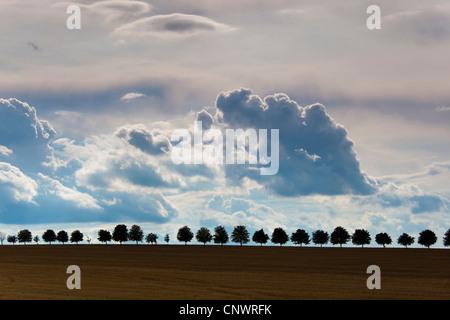 Countryroad mit der Baumreihe unter Wolke Abdeckung, Deutschland, Sachsen Stockfoto