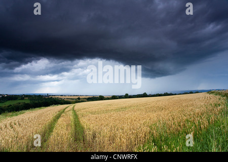 Kornfeld mit Lane unter Gewitterwolken, Deutschland, Sachsen Stockfoto