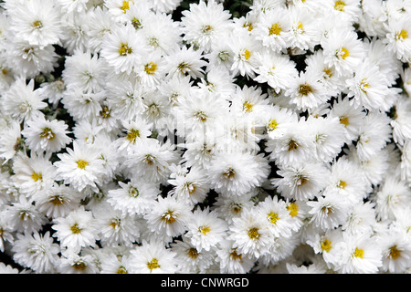 Viele weiße Gänseblümchen Blütenköpfe Stockfoto